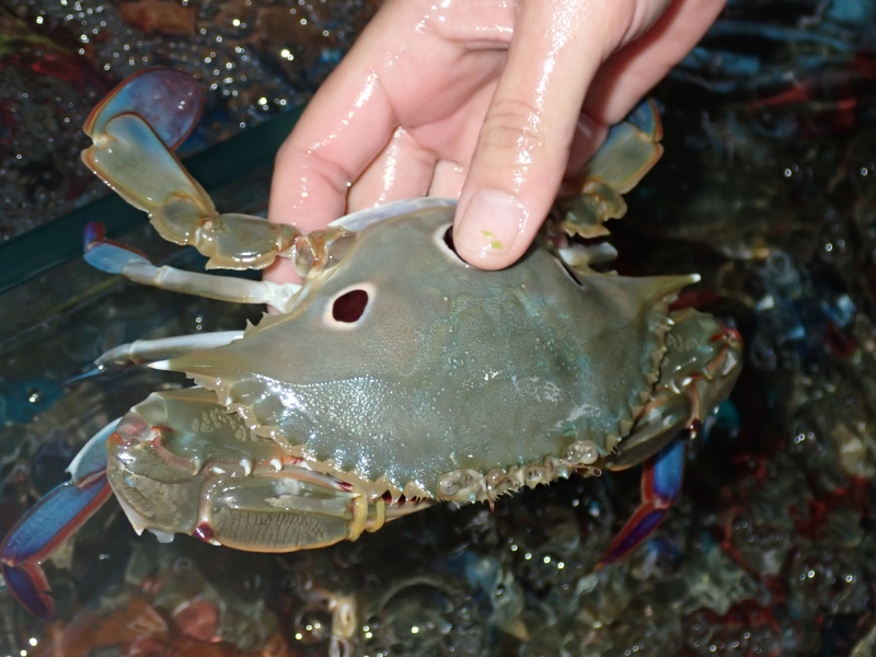 红星梭子蟹、三眼蟹、Portunus sanguinolentus_三点蟹_海富瑜