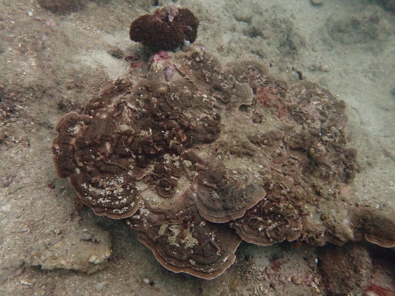 灵芝珊瑚、翼形蔷薇珊瑚、Montipora peltiformis_灵芝鹿角珊瑚_海富瑜