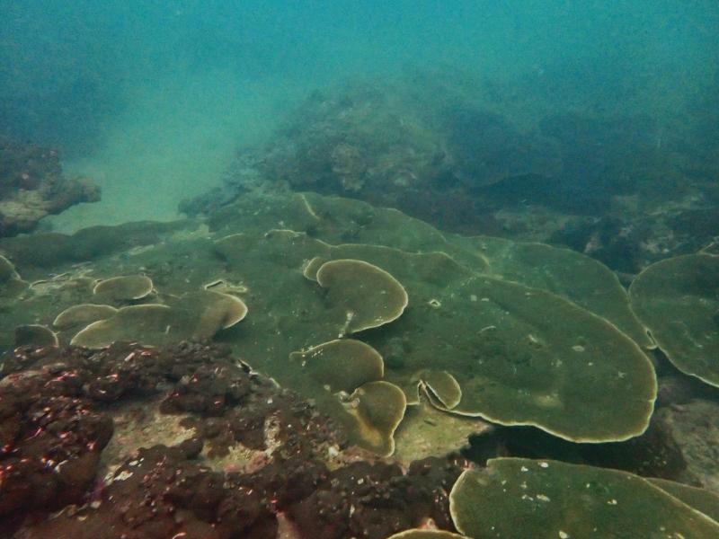 灵芝珊瑚、翼形蔷薇珊瑚、Montipora peltiformis_灵芝鹿角珊瑚_海富瑜