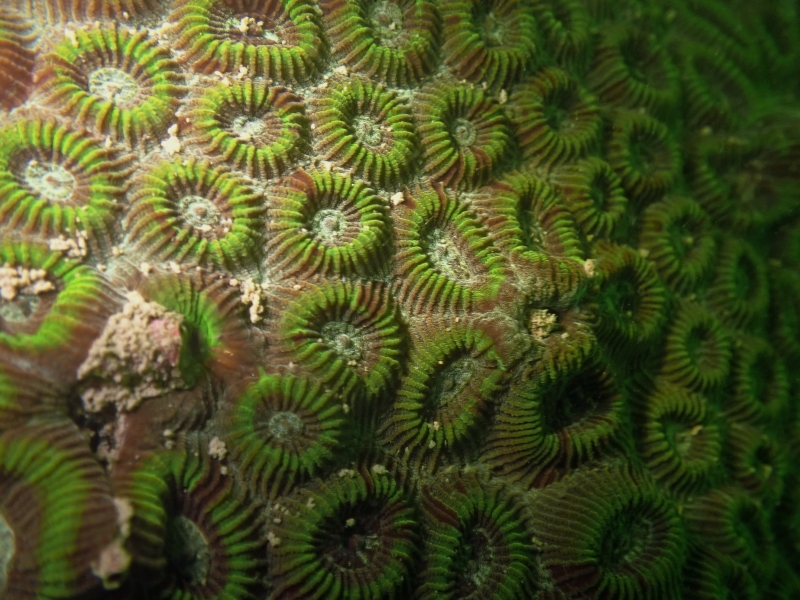 向日葵蜂巢珊瑚、Favia helianthoides_向日葵盘星珊瑚_海富瑜