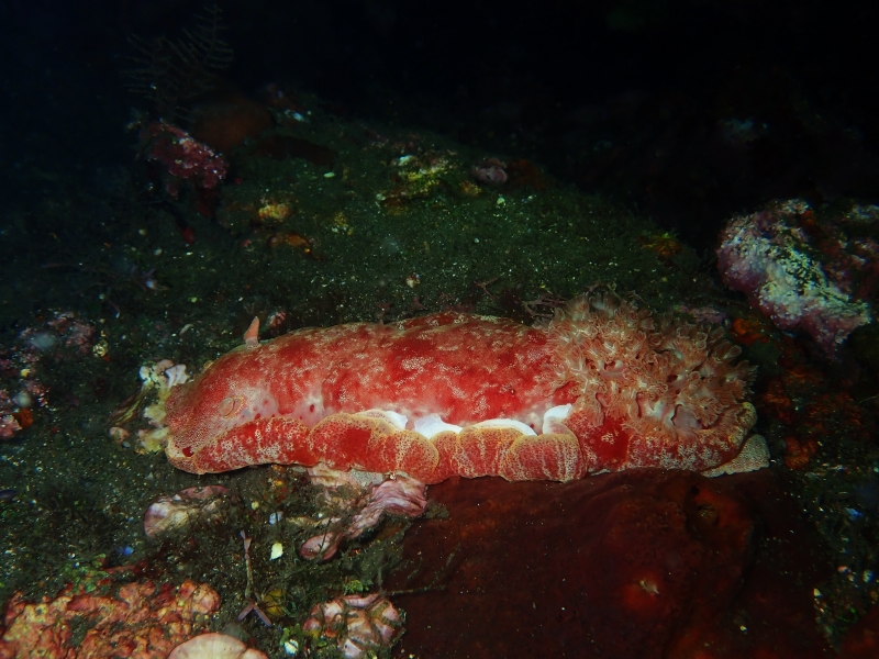 舞娘海兔、西班牙舞娘、Hexabranchus sanguineus_何舞娘_海富瑜