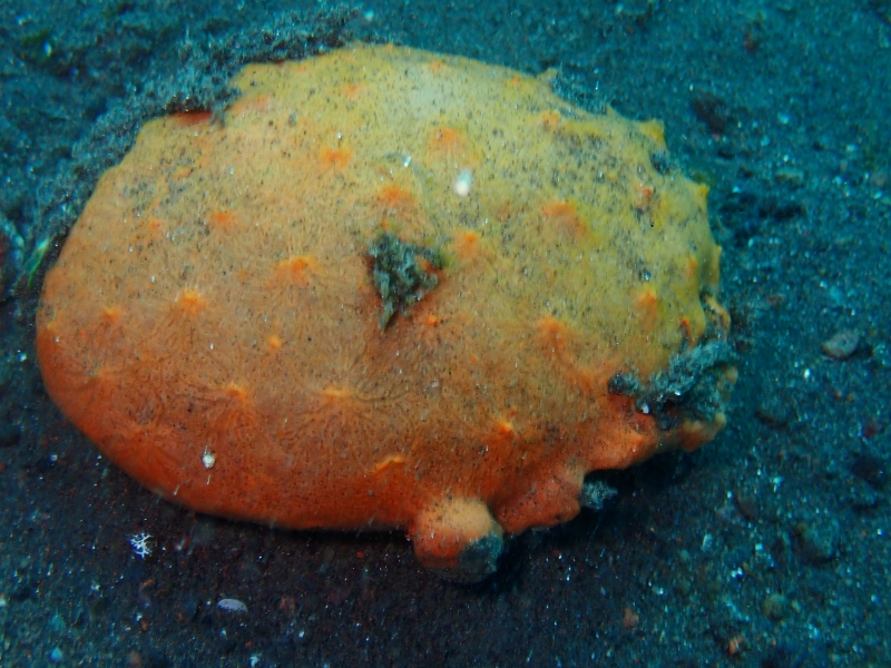 菠萝包海绵、黄色海绵、不知名海绵_菠萝包海绵_海富瑜