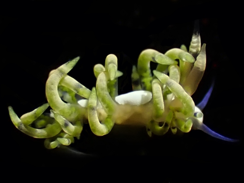 蓝角海兔、蓝角蓑兔、蓝角葱兔、葱氏、Coryphellina sp._葱蓝角_海富瑜