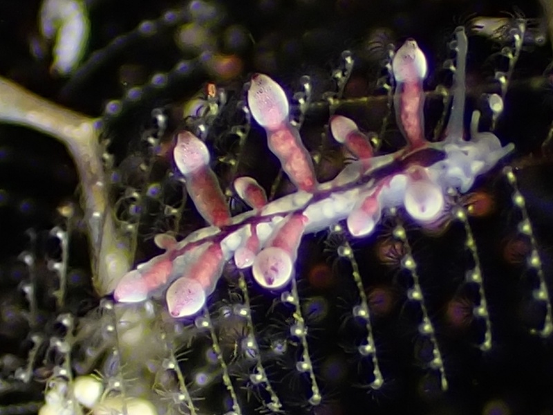 小桃灯兔、小桃海兔、灯氏、Eubranchus sp.11_灯小桃_海富瑜