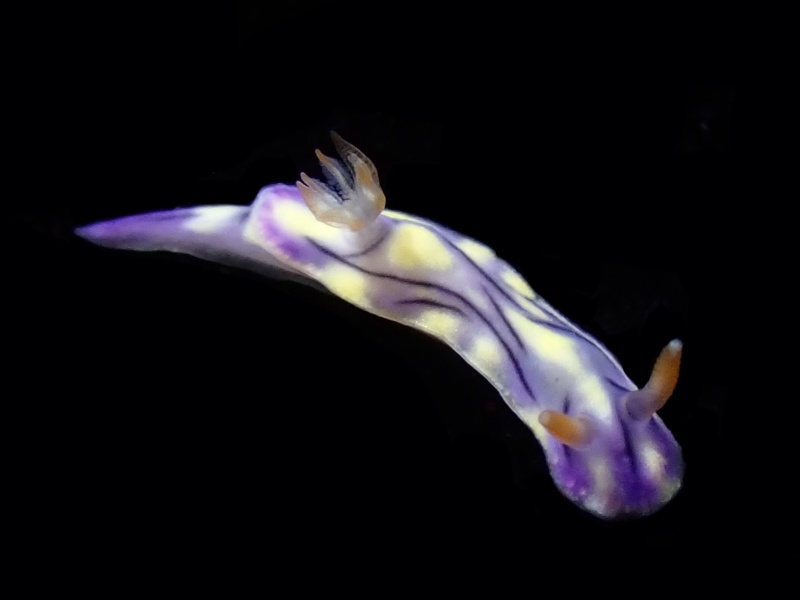 尼姑海兔、尼姑彩图、尼姑花兔、花氏、Hypselodoris nigrostriata_花尼姑_海富瑜