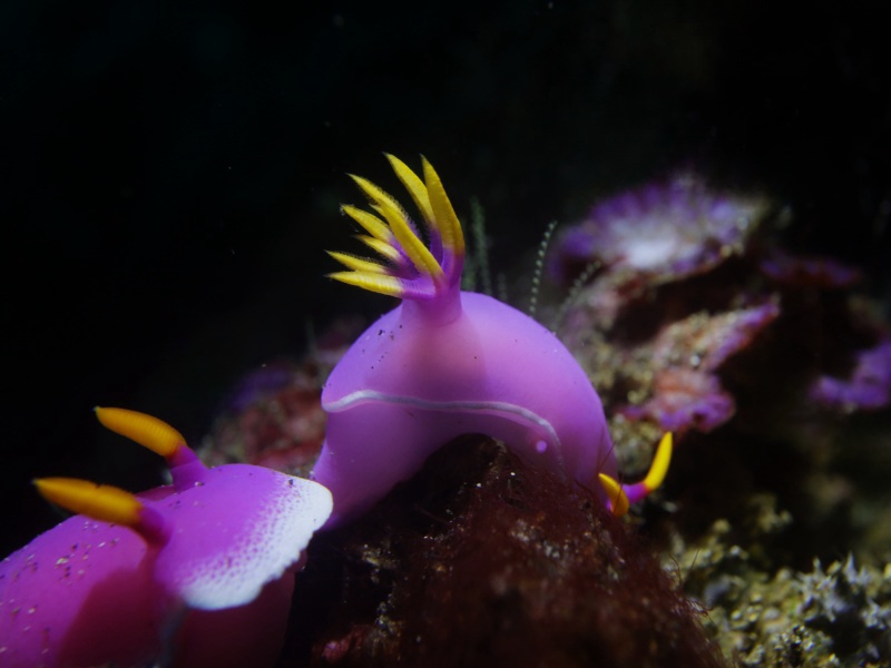 果冻彩兔、果冻花兔、神瑜彩兔、果冻海兔、Hypselodoris apolegma_花果冻_海富瑜