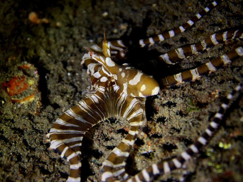 办野八爪鱼、Thaumoctopus mimicus_拟态章鱼_海富瑜