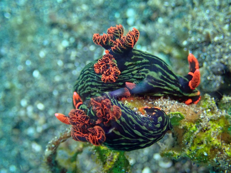 条凸卷角海蛞蝓、条凸卷足海牛、红耳绿纹虫海兔、红耳虫兔、那氏、库伯利多角海蛞蝓、Nembrotha kubaryana_那红耳_海富瑜