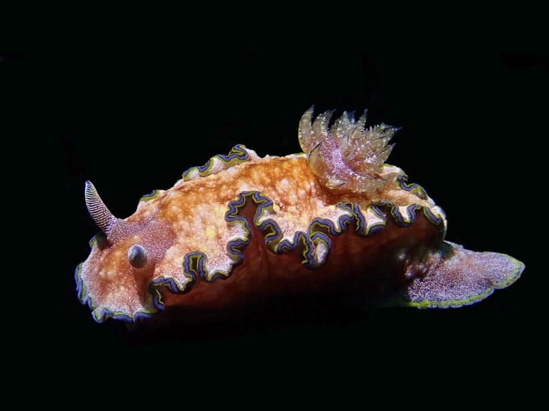 胖胖彩兔、骨娄氏、蓝裙边海兔、Glossodoris cincta_骨娄胖胖_海富瑜