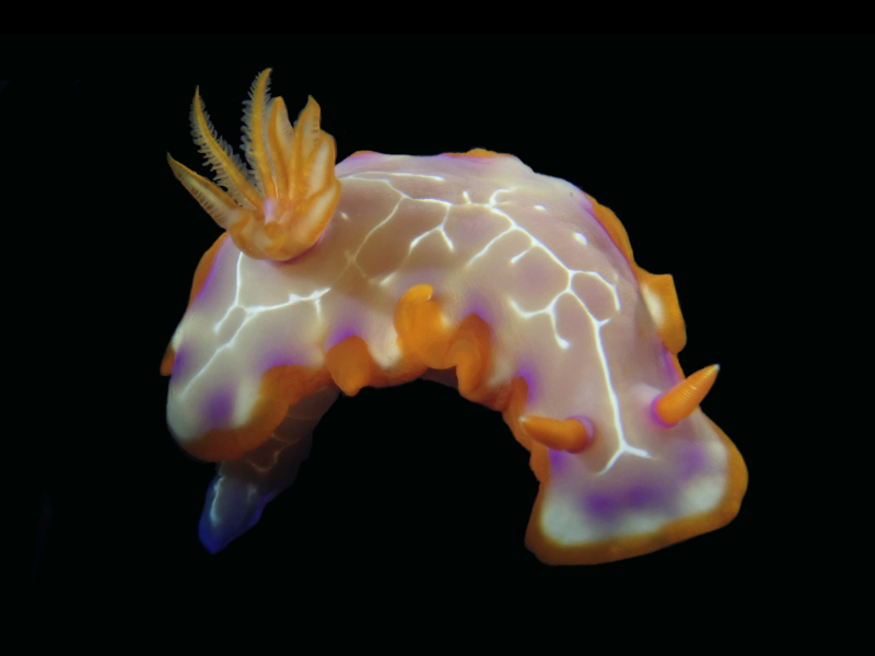 网纹海兔、网纹花兔、网纹彩兔、网纹多彩海蛞蝓、花氏、Hypselodoris iacula_花网纹_海富瑜