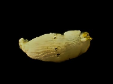 道人海兔、黄耳白袍海兔、Dermatobranchus SP._德道人_海富瑜