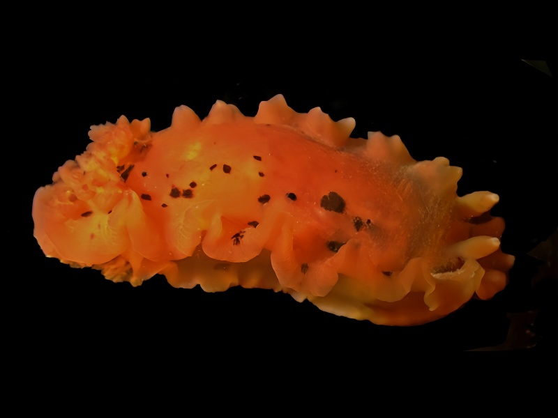 蛋挞海兔、Dendrodoris herytra_瞪葡挞_海富瑜