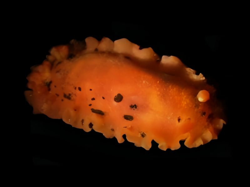 黄斑点狗海兔、Dendrodoris herytra_海富瑜