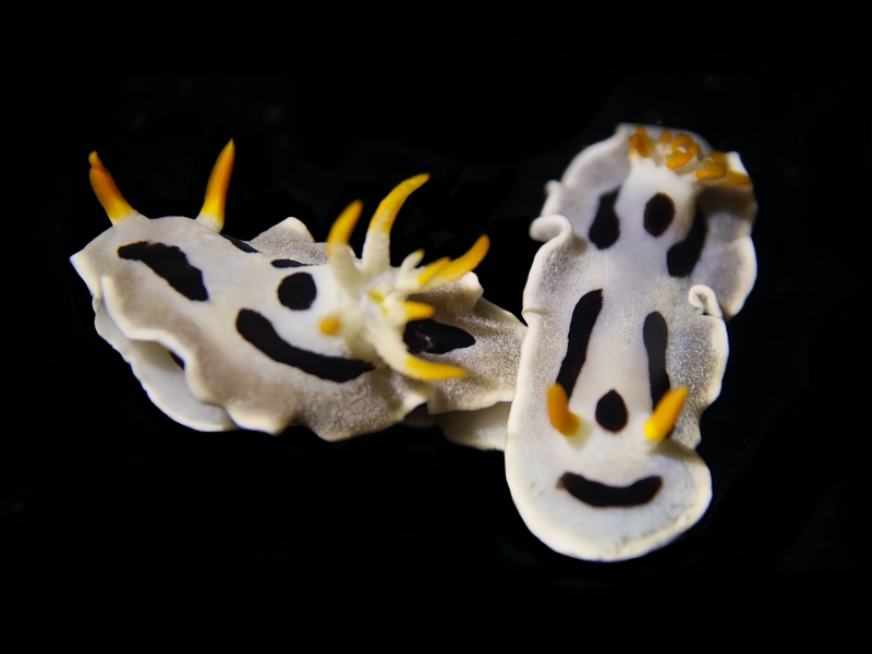 戴安娜海兔、戴安娜彩兔、彩氏、Chromodoris dianae_彩戴安_海富瑜