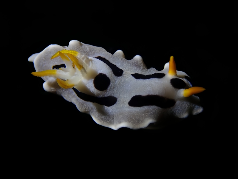 戴安娜海兔、戴安娜彩兔、彩氏、Chromodoris dianae_彩戴安_海富瑜