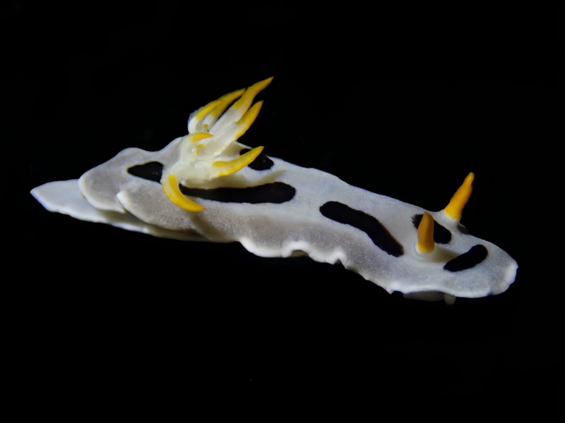 戴安娜海兔、戴安娜彩兔、彩氏、Chromodoris dianae_彩戴安_海富瑜