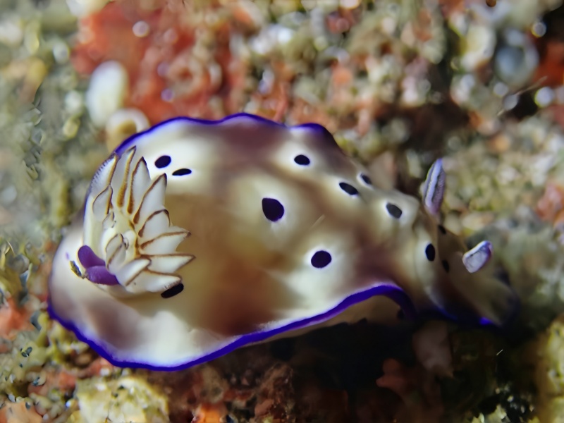 紫霞仙子、催恩多彩海海兔、紫霞花兔、紫霞彩图、Hypselodoris tryoni _花紫霞_海富瑜