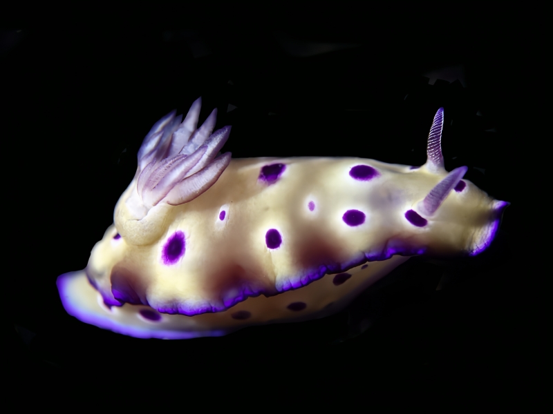 紫霞仙子、催恩多彩海海兔、紫霞花兔、紫霞彩图、Hypselodoris tryoni _花紫霞_海富瑜