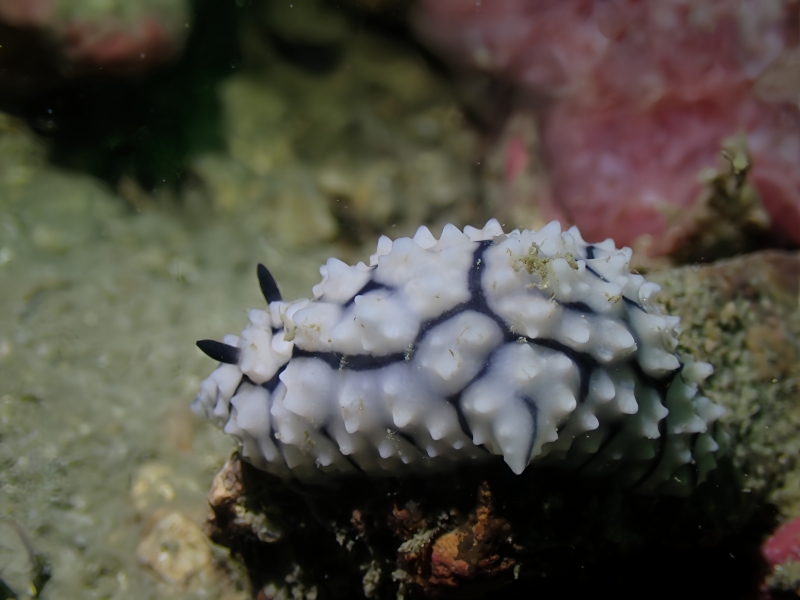 雪山海兔、雪山麟兔、雪山盘兔、雪山叶海蛞蝓、痱麟氏、Phyllidiella cooraburrama_痱麟雪山_海富瑜