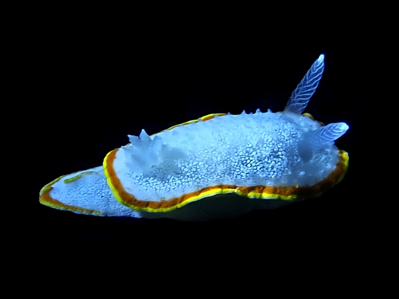 雪虱海兔、Diaphorodoris mitsuii_海富瑜