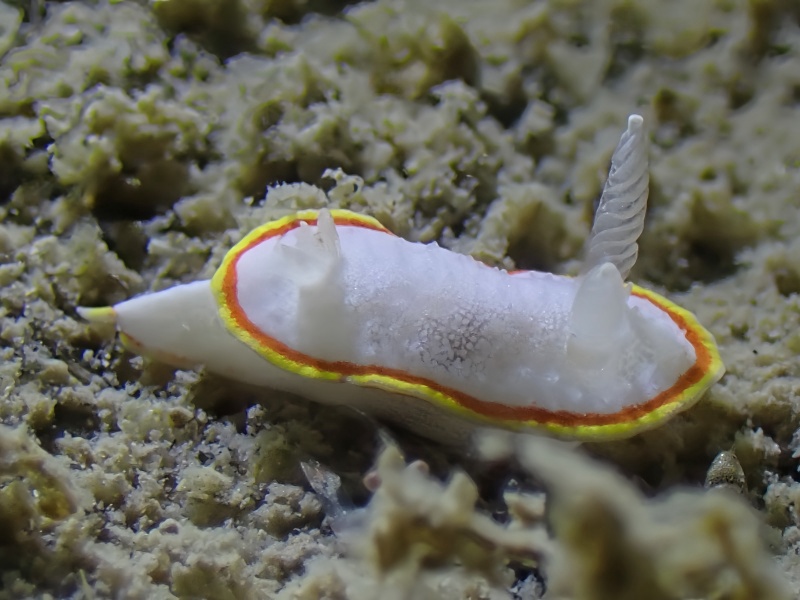 白绒海兔、独角兽海兔、雪虱海兔、雪虱彩兔、雪虱狄兔、狄氏、Diaphorodoris mitsuii_狄雪虱_海富瑜