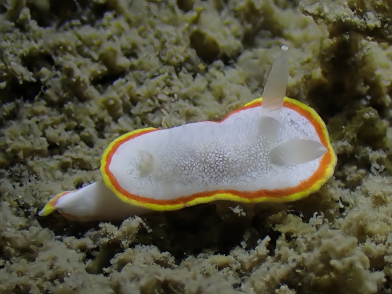 白绒海兔、独角兽海兔、雪虱海兔、雪虱彩兔、雪虱狄兔、狄氏、Diaphorodoris mitsuii_狄雪虱_海富瑜