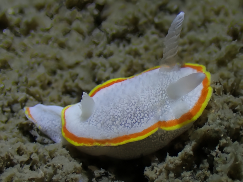 白绒海兔、独角兽海兔、雪虱海兔、雪虱彩兔、雪虱狄兔、狄氏、Diaphorodoris mitsuii_狄雪虱_海富瑜