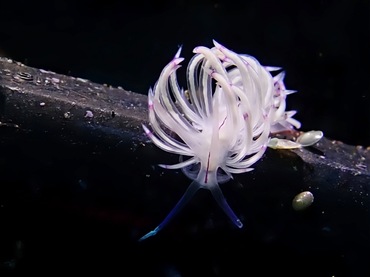 光纤海兔、光纤蓑兔、霓氏、Unidentia sandramillenae_霓光纤_海富瑜