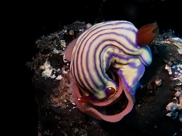 格格花兔、粉紫格格海兔、格格海兔、格格彩兔、花氏、Hypselodoris whiteel _花格格_海富瑜