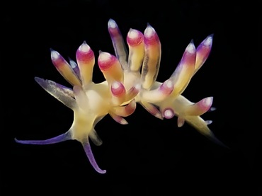 紫环海兔、紫环蓑兔、葱氏、Coryphellina sp.3_葱紫环_海富瑜