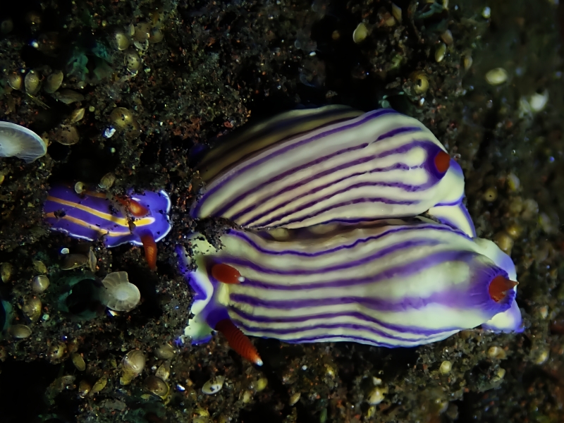 格格花兔、粉紫格格海兔、格格海兔、格格彩兔、花氏、Hypselodoris whiteel _花格格_海富瑜