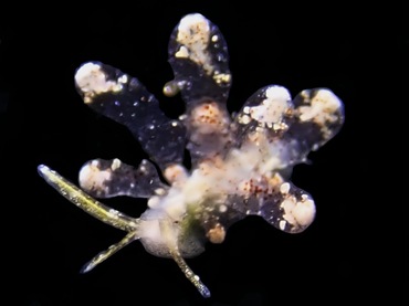 雨霏美叶兔、雨霏海兔、薮叶氏、Eubranchus sp.12_薮叶雨霏_海富瑜