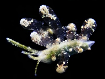 雨霏美叶兔、雨霏海兔、薮叶氏、Eubranchus sp.12_薮叶雨霏_海富瑜