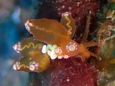 皇胆灯兔、皇胆海兔、皇胆真鳃兔、灯氏、Eubranchus sp._灯皇胆_海富瑜