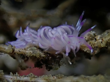 光纤海兔、光纤蓑兔、霓氏、Unidentia sandramillenae_霓光纤_海富瑜