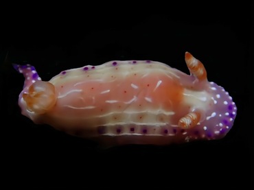 麻簇海兔、麻簇花兔、麻簇彩兔、斑点多彩海兔、花氏、Hypselodoris maculosa_花麻簇_海富瑜