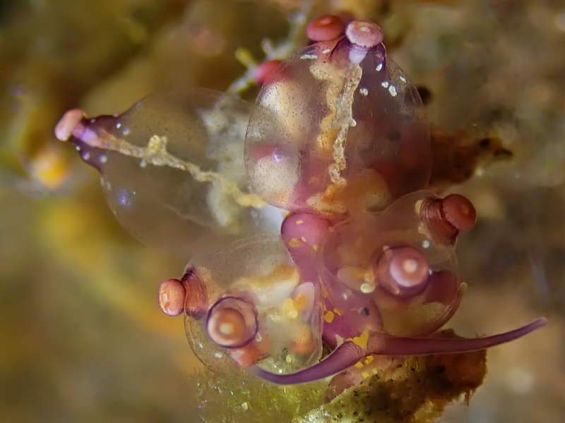 猪胆海兔、猪胆灯兔、灯氏、Eubranchus sp.4_灯猪胆_海富瑜