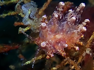 小胆机、胆机海兔、胆机灯兔、电子管海兔、电子管灯兔、灯氏、Eubranchus ocellatus _灯胆机_海富瑜