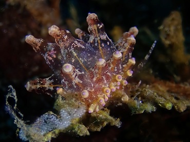 小胆机、胆机海兔、胆机灯兔、电子管海兔、电子管灯兔、灯氏、Eubranchus ocellatus _灯胆机_海富瑜