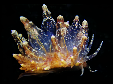 小胆机、胆机海兔、胆机灯兔、电子管海兔、电子管灯兔、灯氏、Eubranchus ocellatus _灯胆机_海富瑜