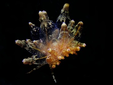 小胆机、胆机海兔、胆机灯兔、电子管海兔、电子管灯兔、灯氏、Eubranchus ocellatus _灯胆机_海富瑜