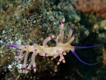 紫须蓑兔、紫须 羽兔、紫须葱兔、葱氏、Coryphellina sp._葱紫须_海富瑜