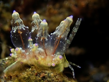 小胆机、胆机海兔、胆机灯兔、电子管海兔、电子管灯兔、灯氏、Eubranchus ocellatus _灯胆机_海富瑜