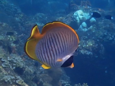 熊猫蝶、Chaetodon adiergastos_熊猫蝶_海富瑜