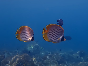 熊猫蝶、Chaetodon adiergastos_熊猫蝶_海富瑜