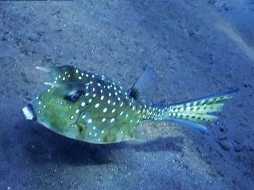 海牛、海鸟、风车鱼、Lactoria cornuta _角箱鲀_海富瑜