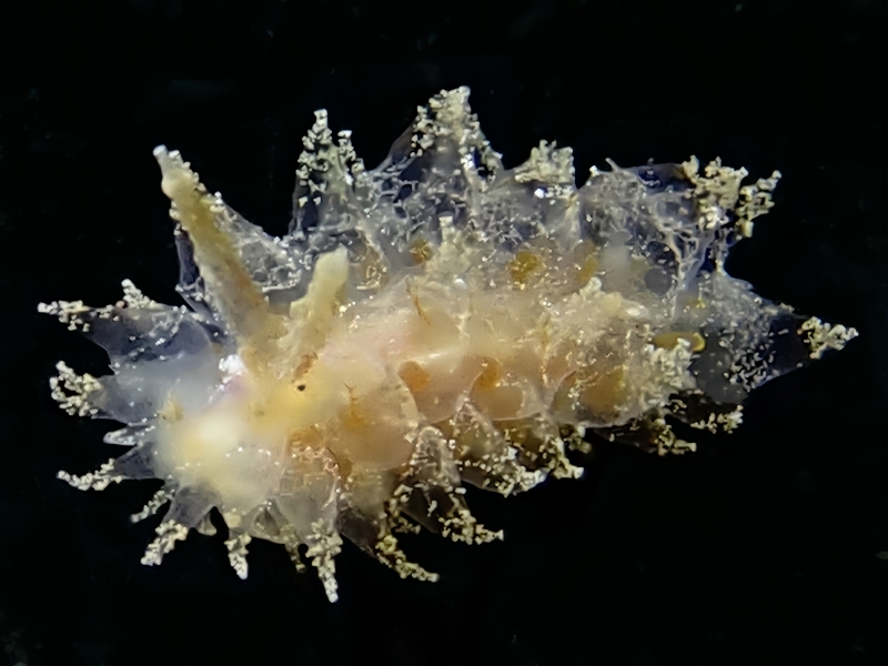 飒风海兔、飒风盘兔、飒风刺猬兔、刺猬氏、Janolus SP._刺猬飒风_海富瑜