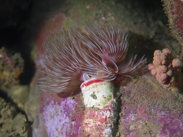 华丽管虫、Protula magnifica_华丽管虫_海富瑜