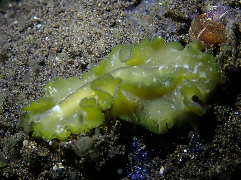 熙青扁虫、Pseudocerros sp._扁熙青_海富瑜