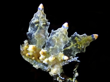 紫箍海兔、灯氏、Eubranchus sp.4_灯紫箍_海富瑜